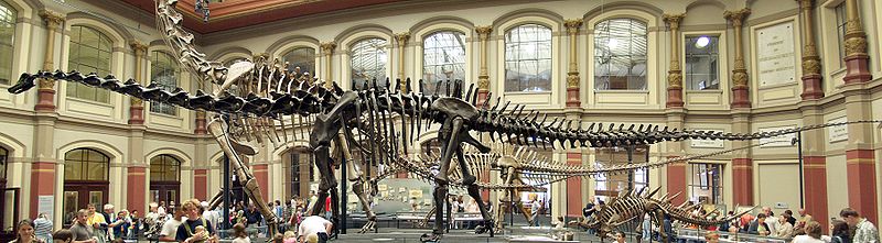 Image by: © Raimond Spekking / Wikimedia Commons / CC-BY-SA-3.0 & GFDL;  http://commons.wikimedia.org/wiki/File:Naturkundemuseum_Berlin_-_Dinosaurierhalle.jpg